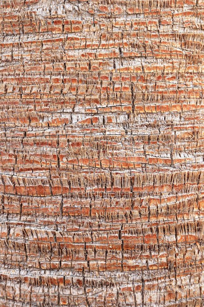 Palm bark pattern texture. Tropical tree trunk background. Exotic wood backdrop. photo