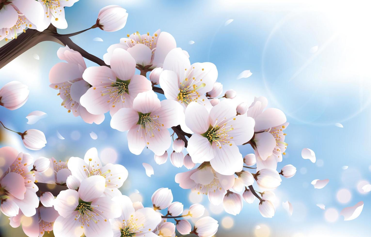 White Cherry Blossom in the Spring Concept vector