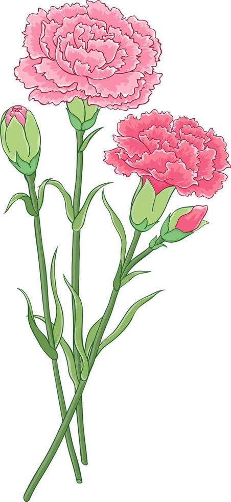 Carnation buds and flowers make up a bouquet vector