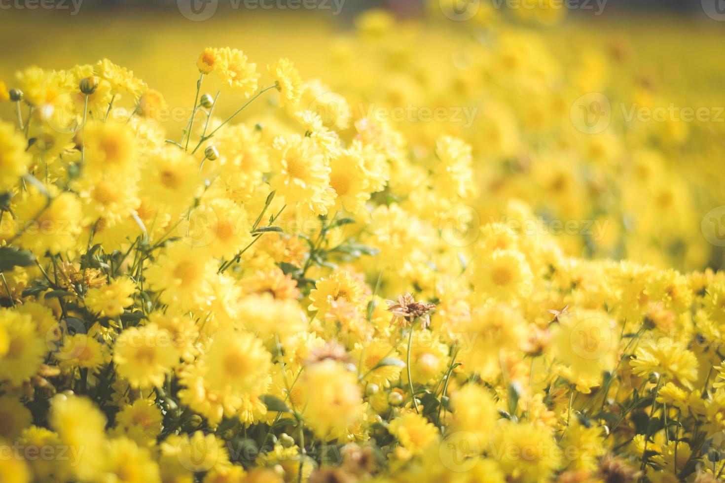 yellow flower field background. chrysanthemum flower photo