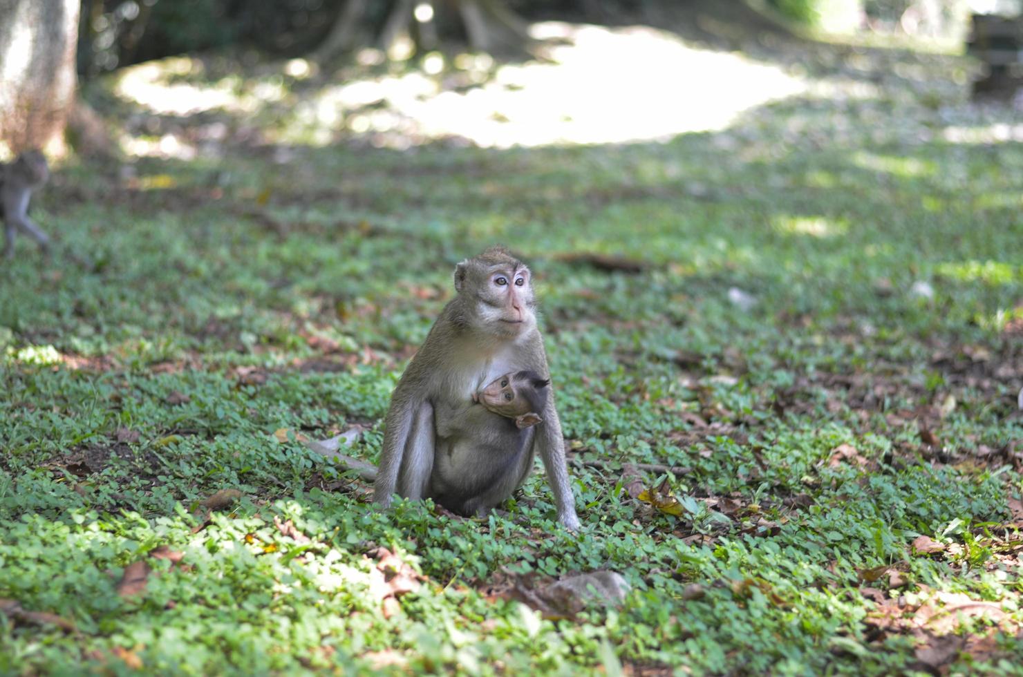 monkey bring her kid or baby while finding a food photo