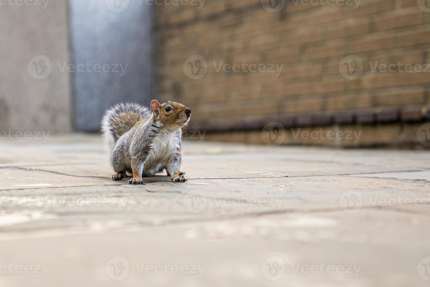 Squirrel sitting on promenade photo