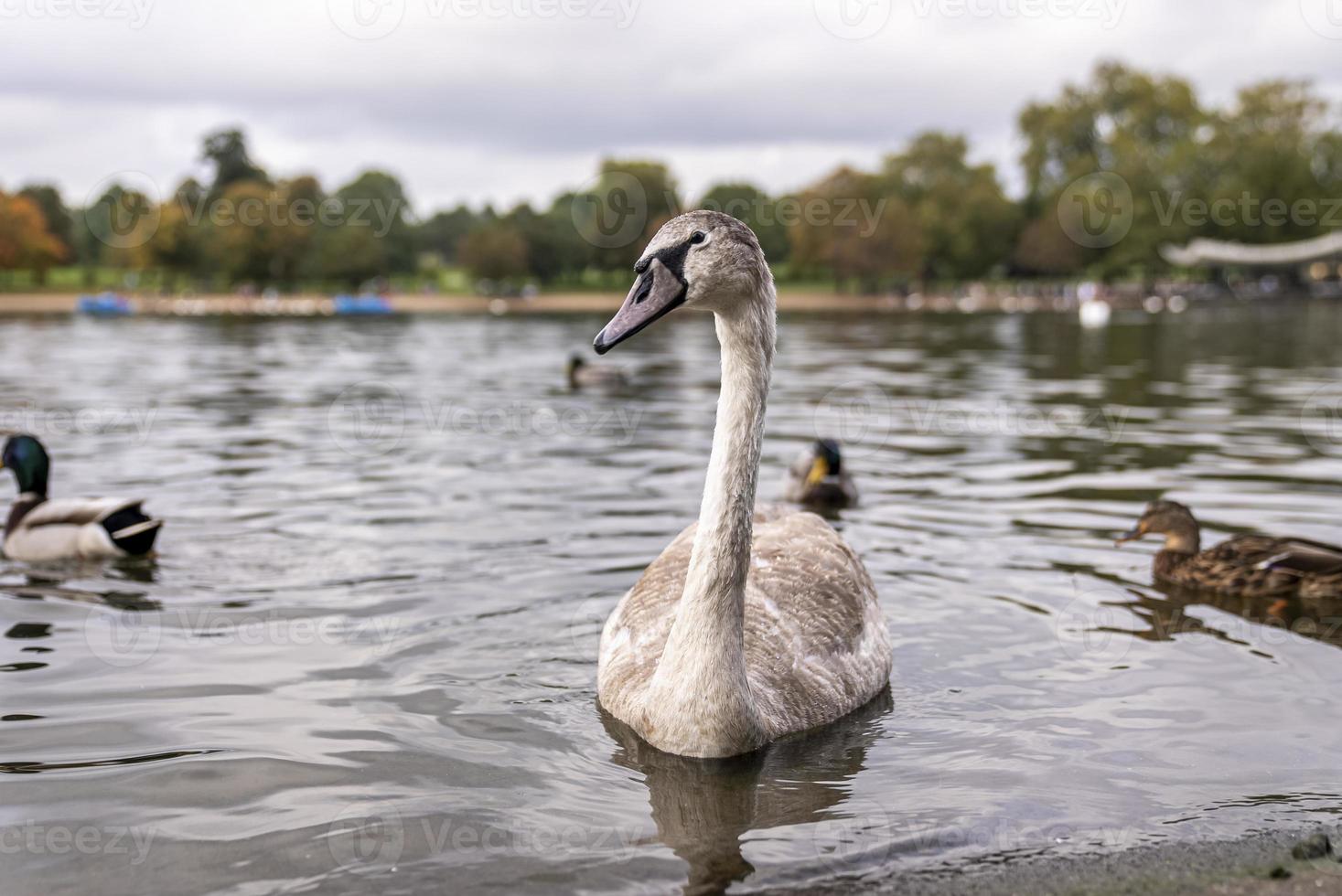 cisne blanco flotando en el lago con árboles en segundo plano. foto