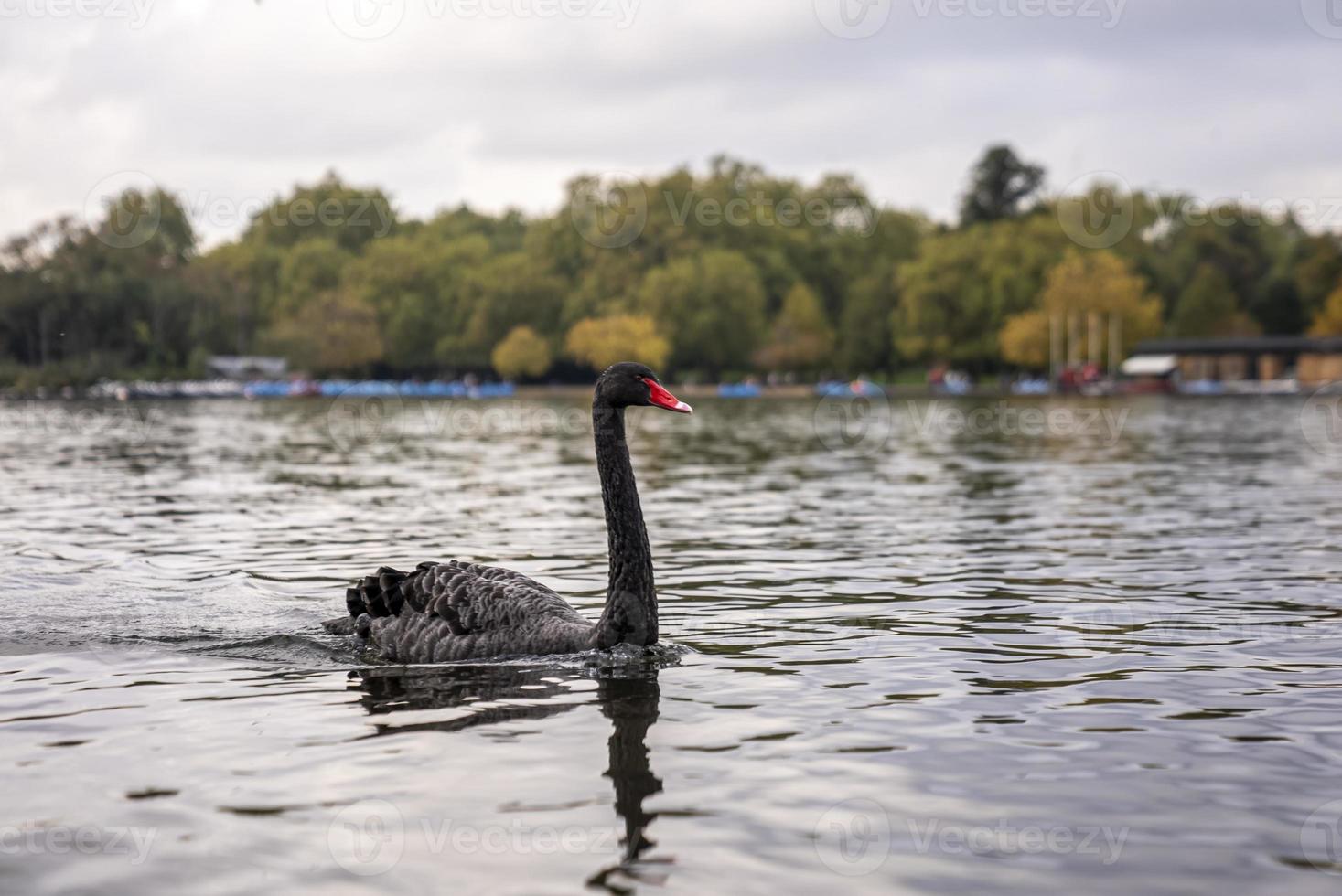 Black swan floating on lake with trees in background photo