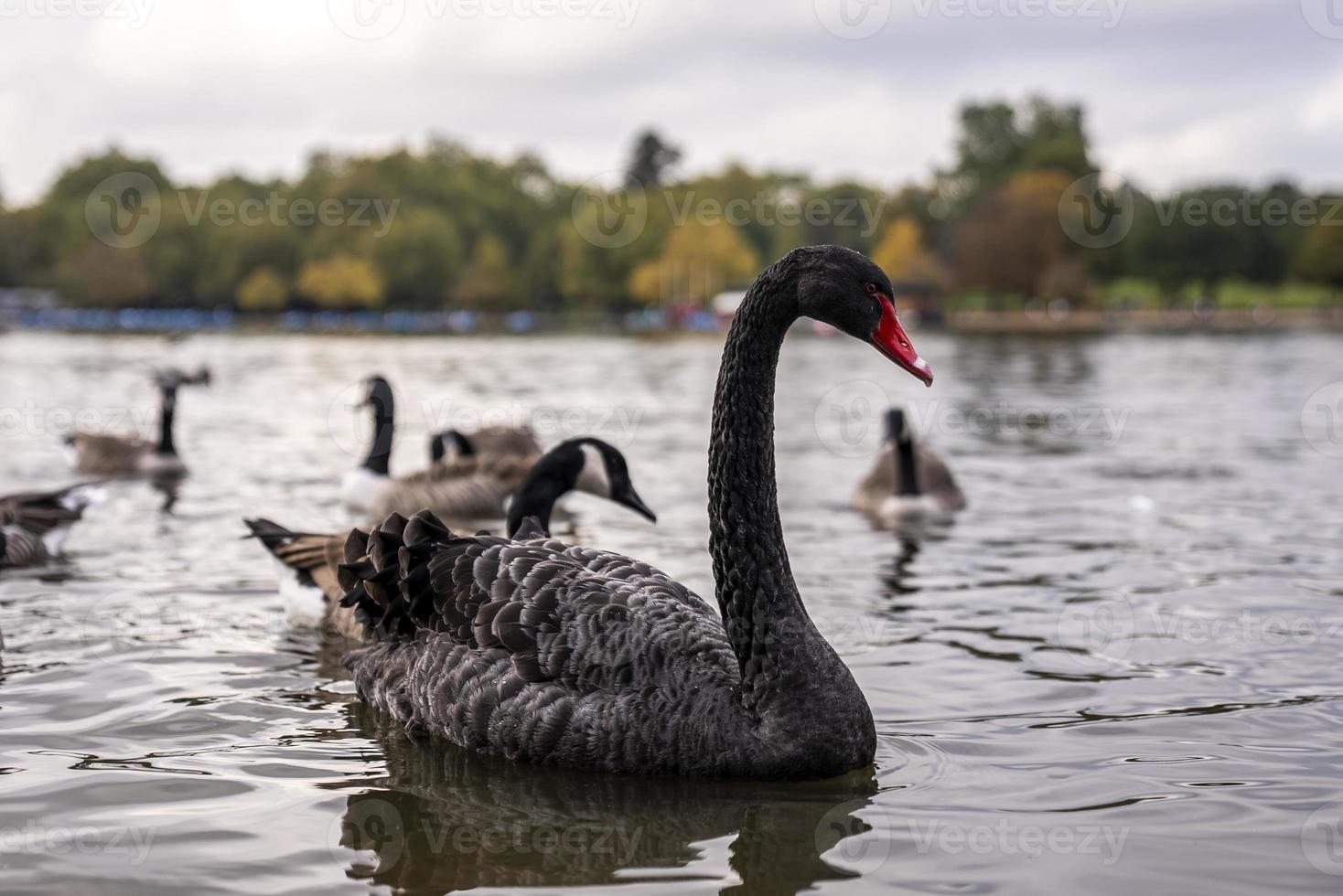 cisne negro flotando en el lago con árboles en segundo plano. foto