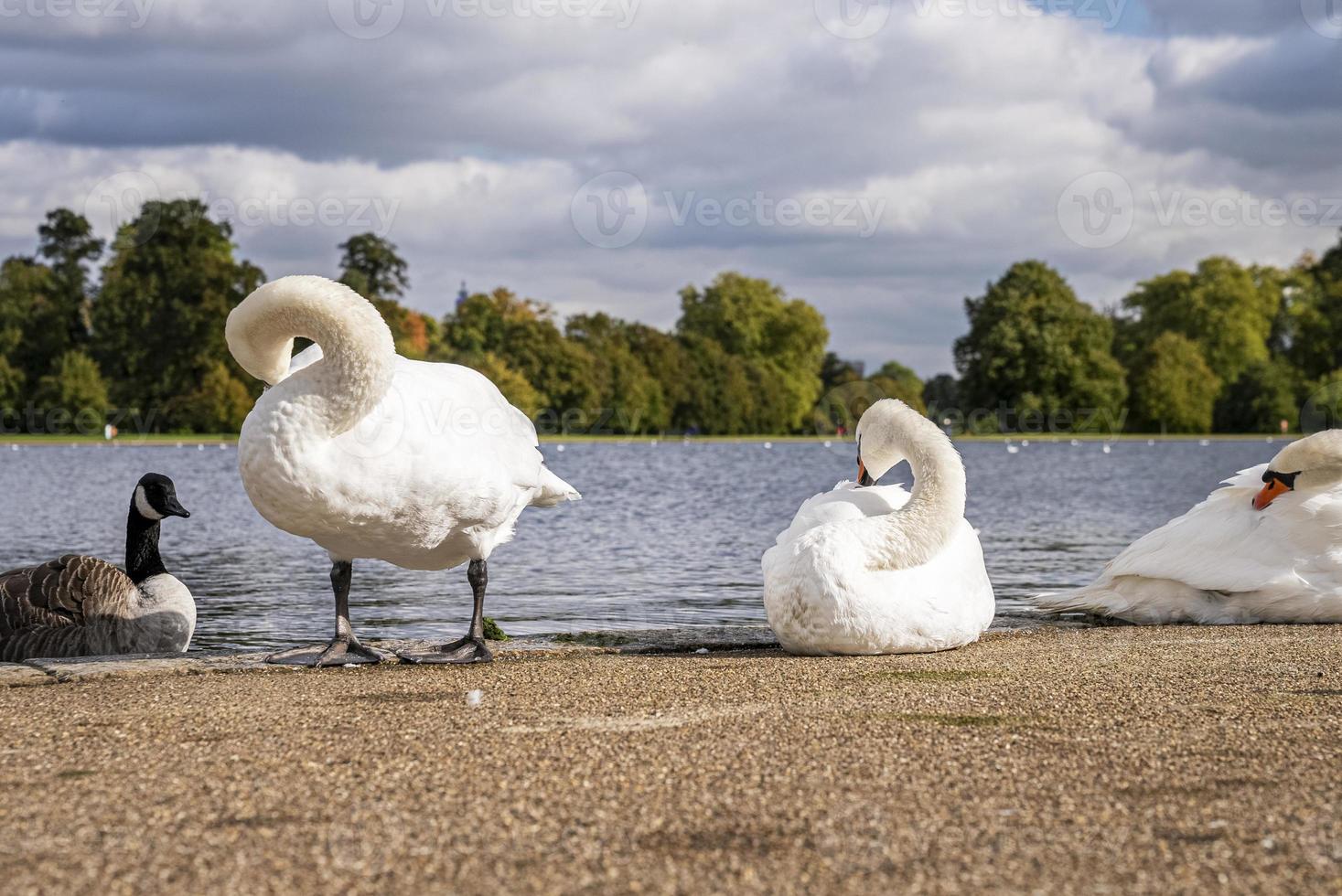 cisnes arreglando sus plumas al lado del lago foto