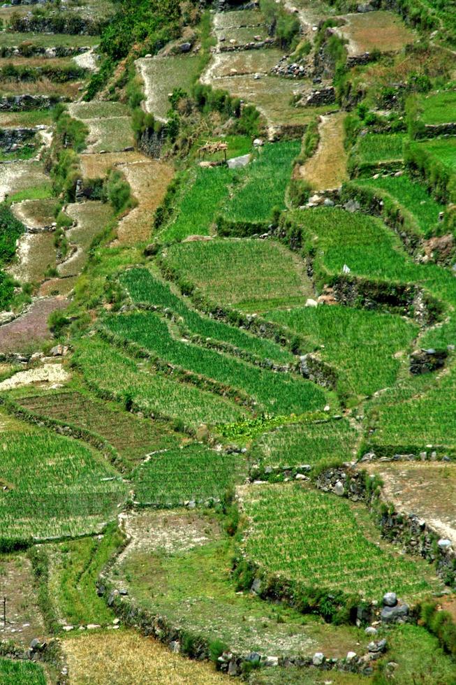 Steps cut in slope of mountains to conserve soil and facilitate cultivation photo
