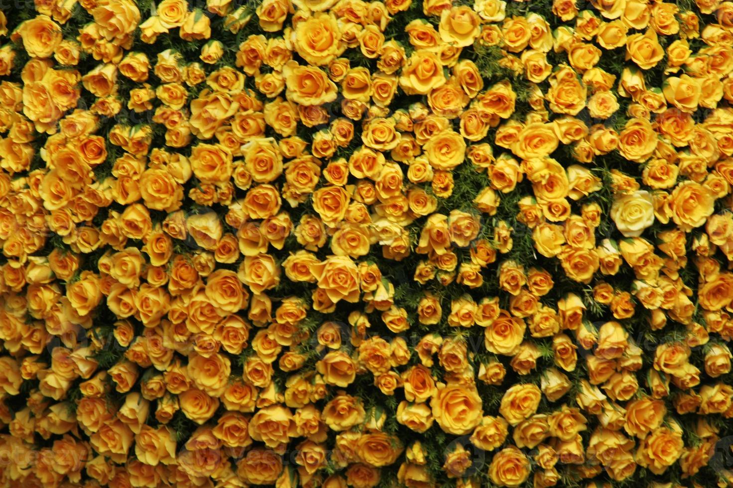 Striking view of array of yellow roses photo