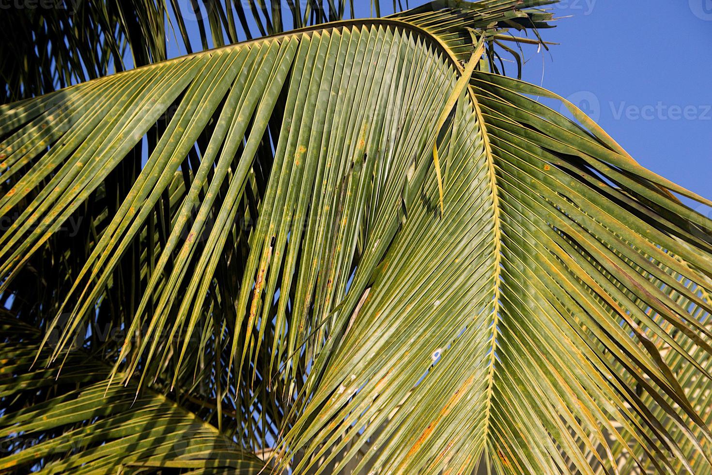 Sword-like Leaf of Coconut Tree photo