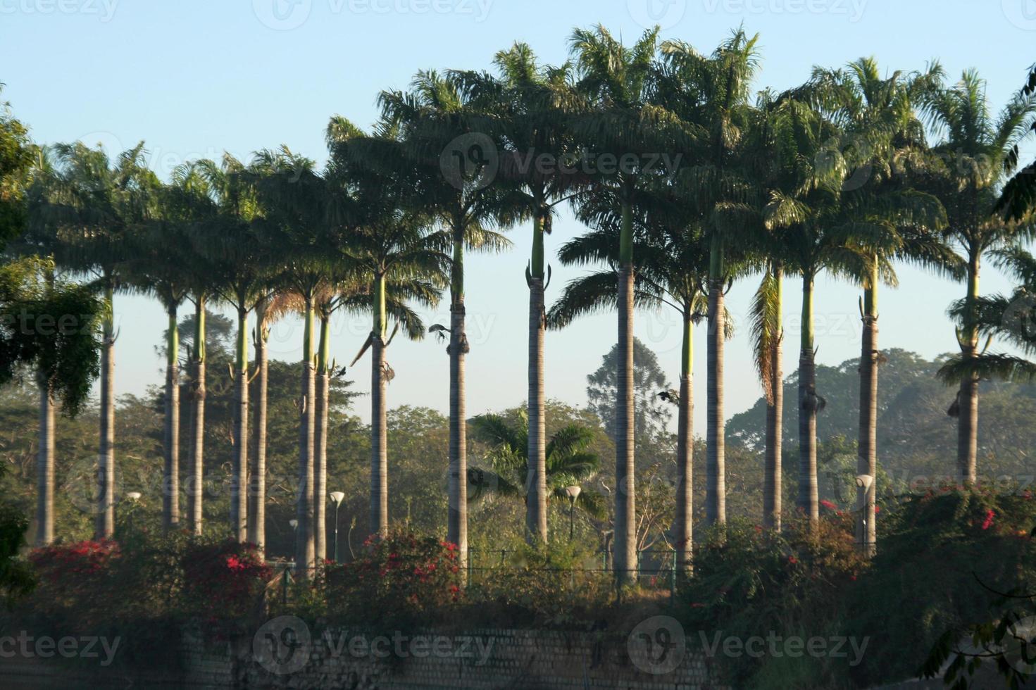 Row of lofty trees with slim trunks photo