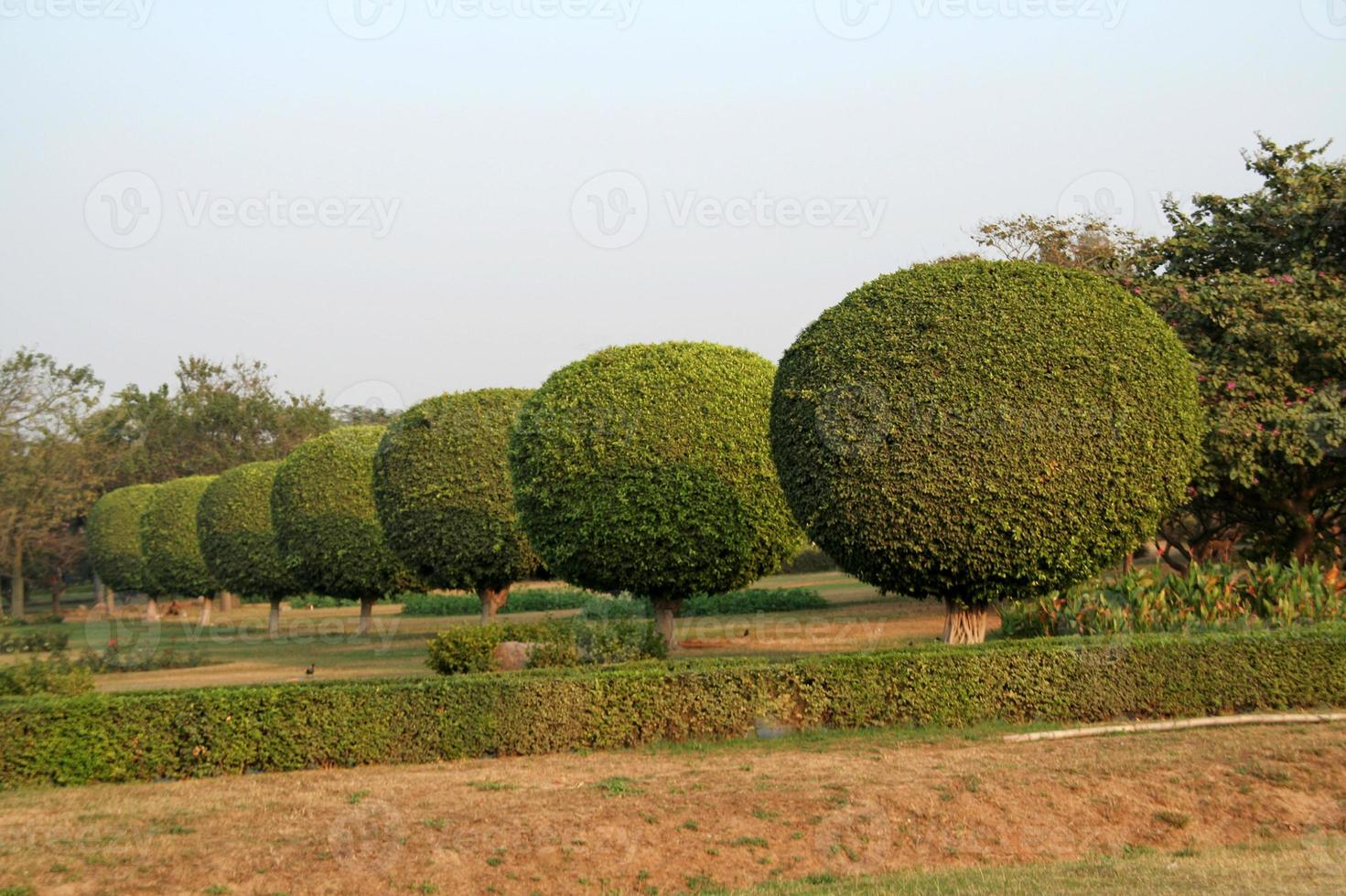 Garden with a row of decorative spherical shrubs photo