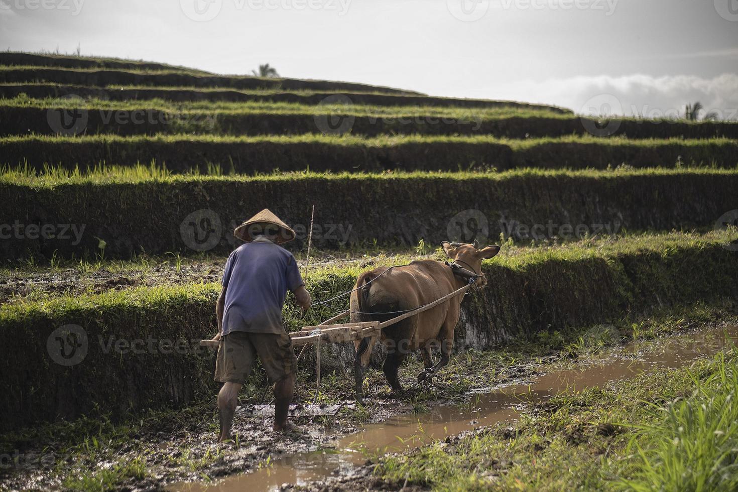 Indonesian farmer plowing rice fields using traditional ploughh photo