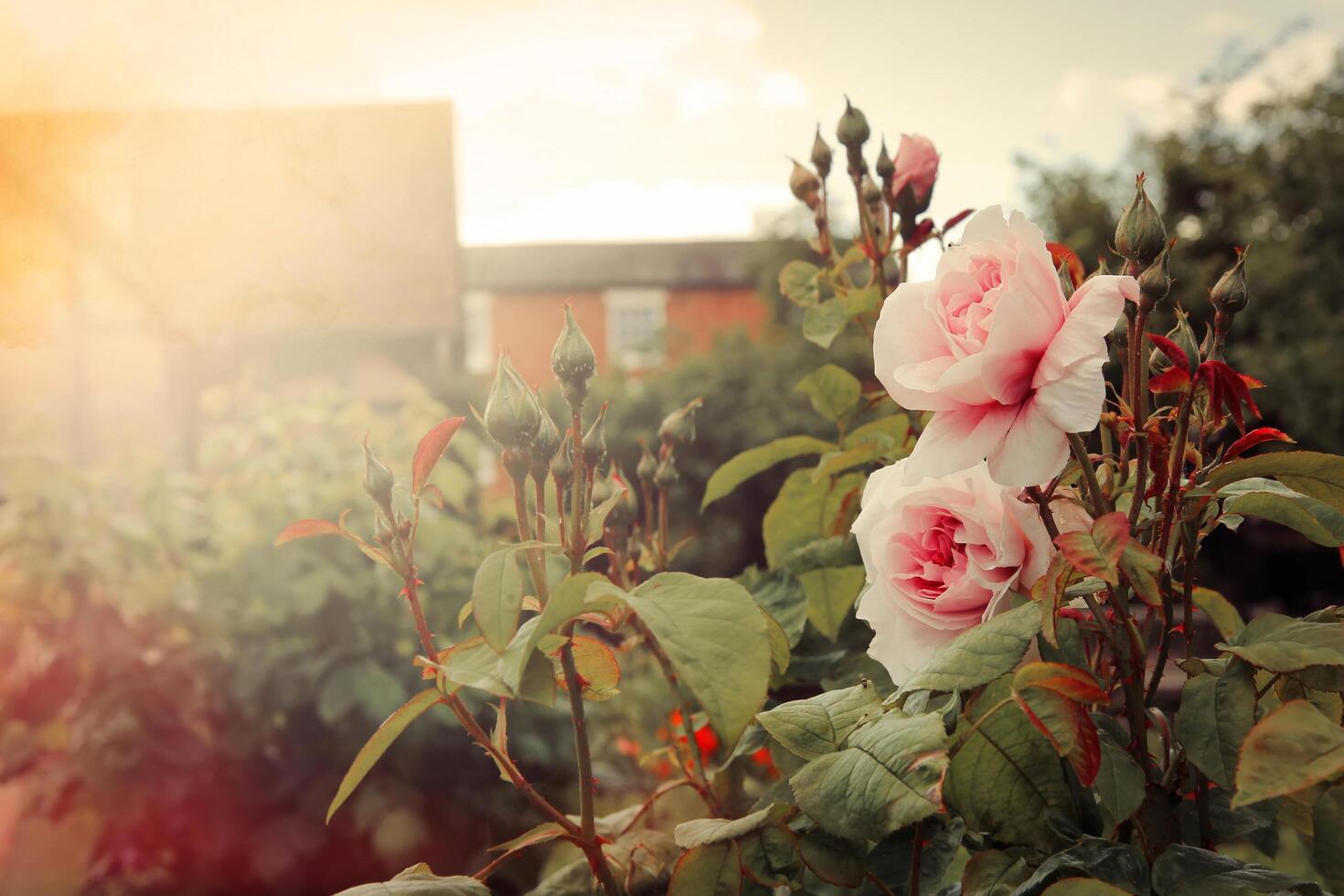 Vintage photo of rose garden