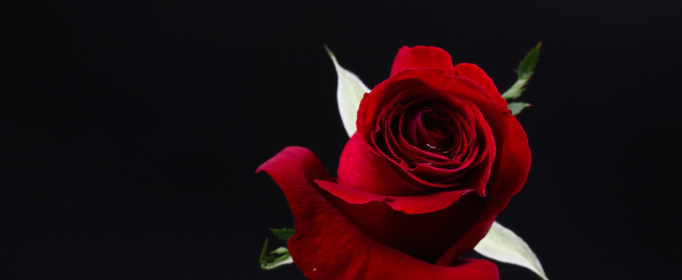 Pretty Dark red rose on black background photo