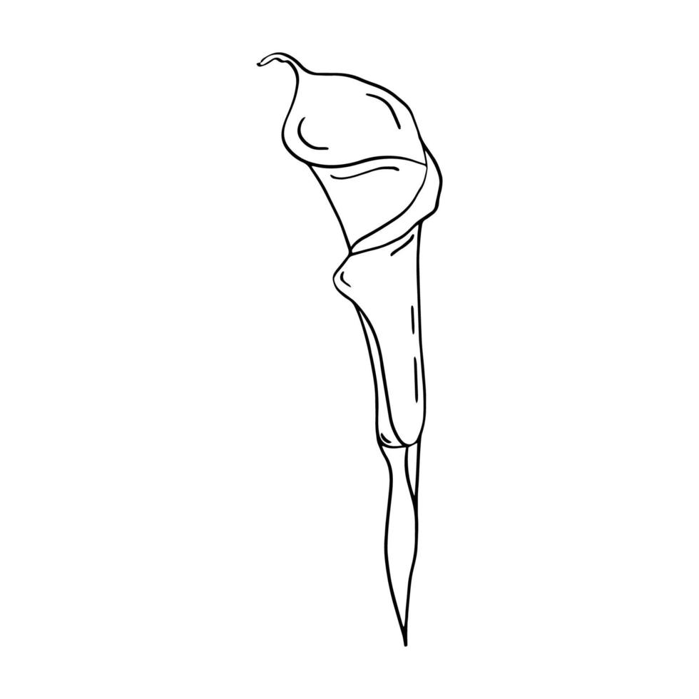 Calla set of contour drawings.Calla flower and leaves.Black and white image.Beautiful flowers.Flowers for the wedding. vector