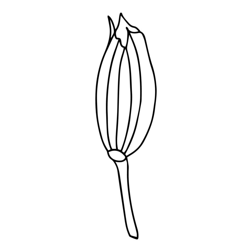 Doodle Lily. Elements of Lily leaves and buds. Hand drawn line drawing. Flowers isolated on a white background. For making a bouquet, for wedding invitations. Summer flowers. Vector