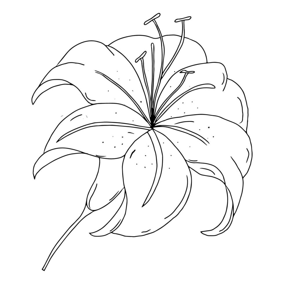 Lily flower outline drawing. Black and white image isolated on a white background. A blooming Lily flower. Garden summer flowers. Doodles. Vector