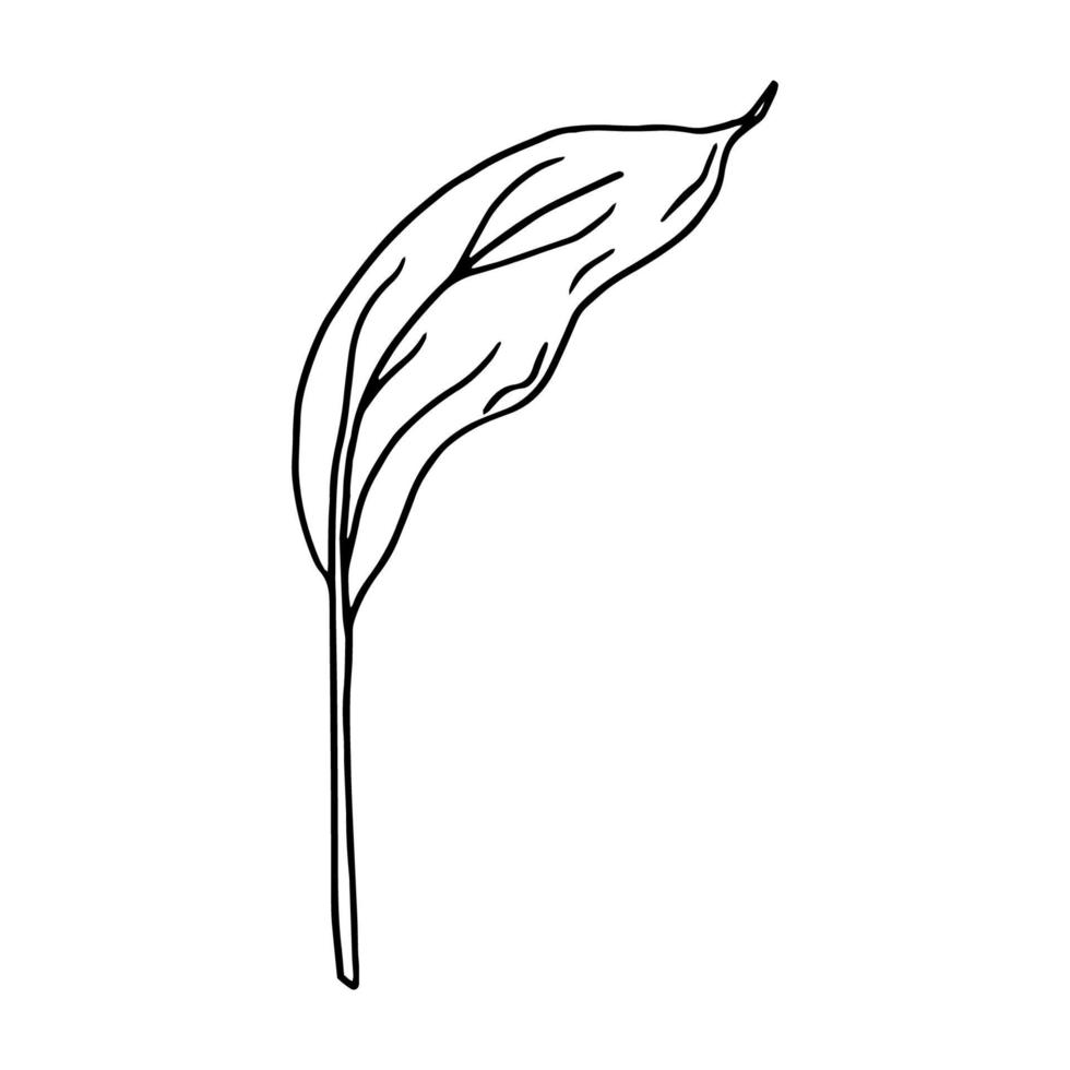 Calla set of contour drawings.Calla flower and leaves.Black and white image.Beautiful flowers.Flowers for the wedding. vector