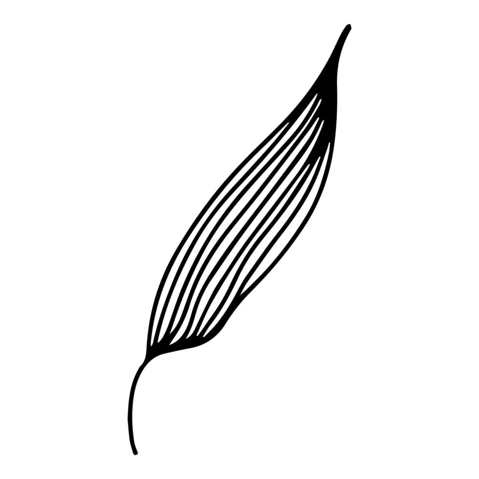 Doodle Lily. Elements of Lily leaves and buds. Hand drawn line drawing. Flowers isolated on a white background. For making a bouquet, for wedding invitations. Summer flowers. Vector