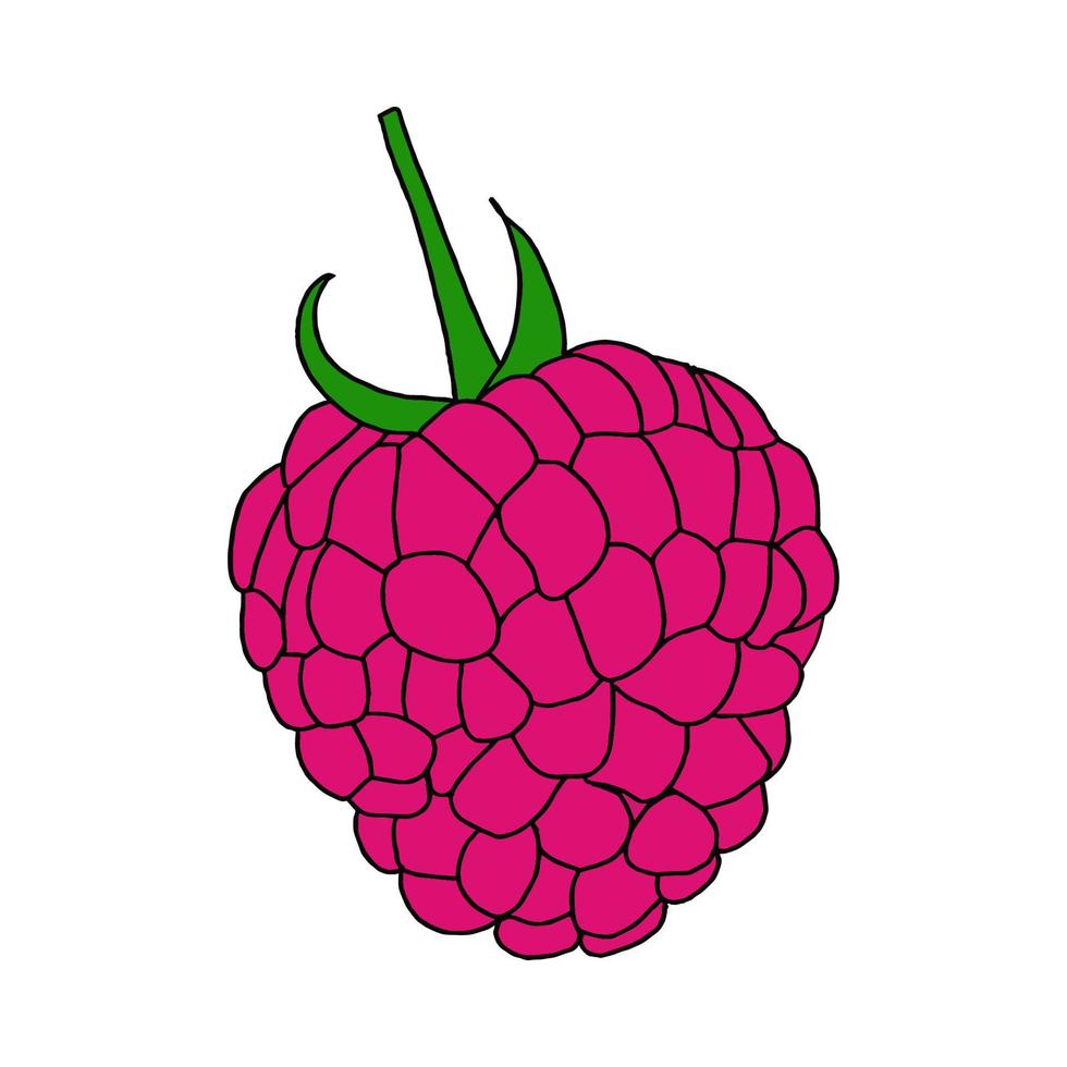 Single raspberry berry in color.Illustration in the Doodle style . Close-up drawing.Sweet dessert, summer berries.Vector illustration vector