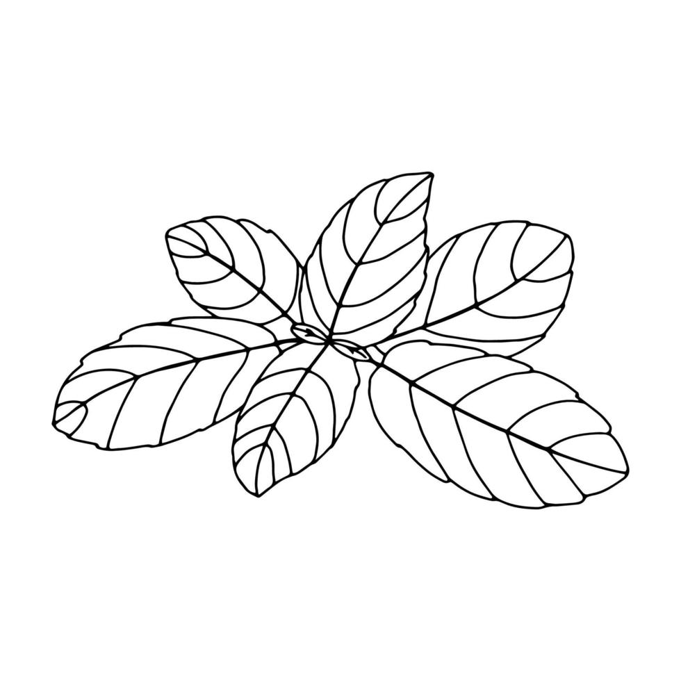 Basil outline drawing Isolated on white background Hand drawn drawing Grass spice leaves .For packaging interior design .Black and white image.Vector vector