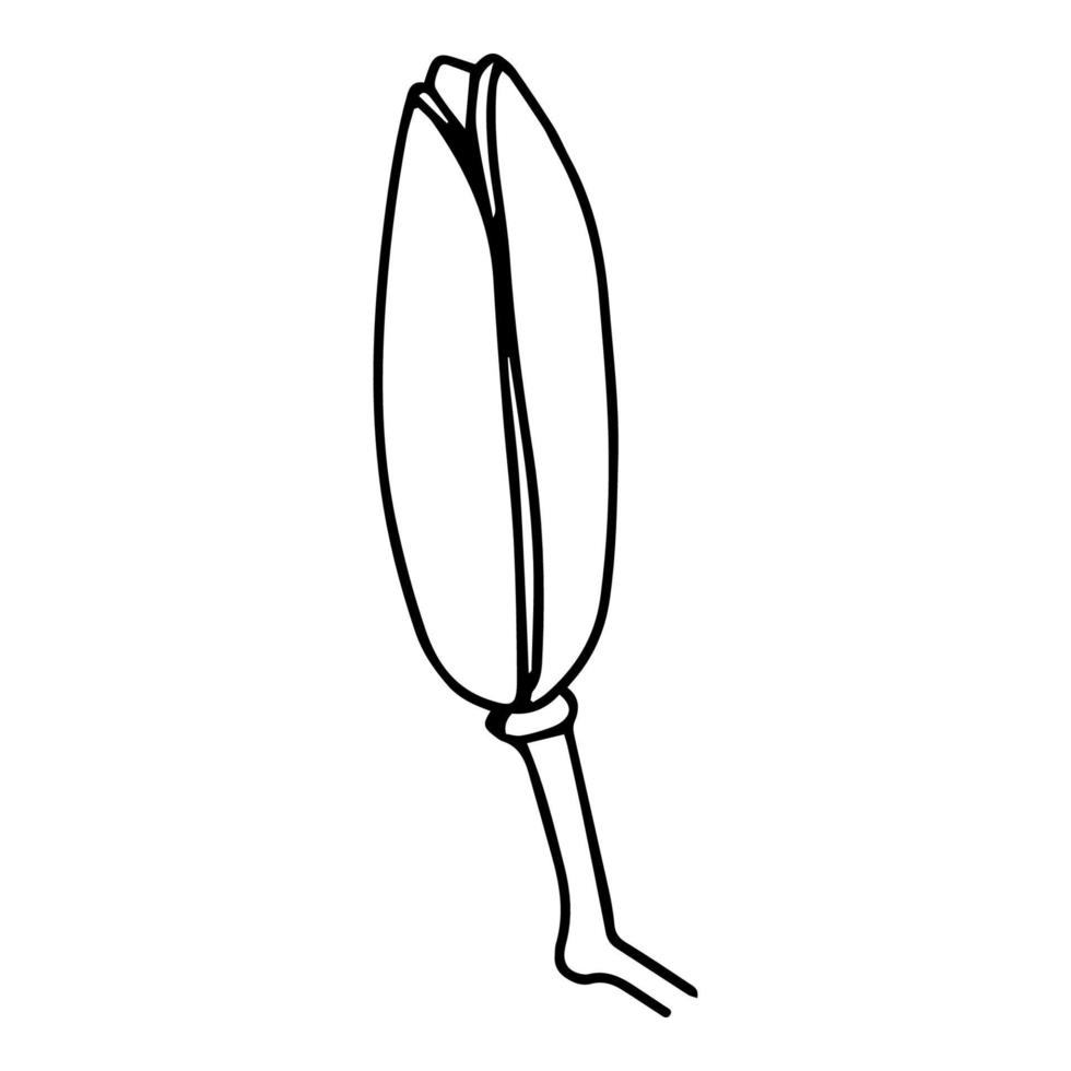 Doodle Lily. Elements of Lily leaves and buds. Hand drawn line drawing. Flowers isolated on a white background. For making a bouquet, for wedding invitations. Summer flowers. Vector