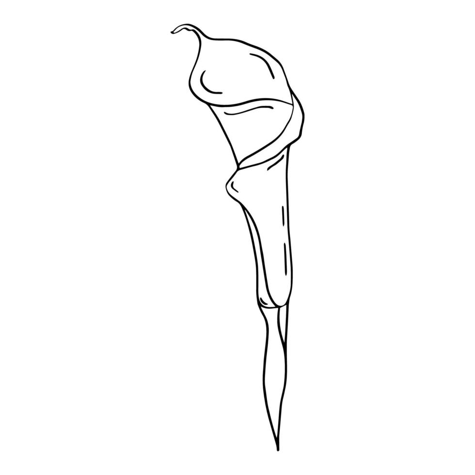 Calla flower contour line isolated on a white background. Set of black and white illustrations. Doodles. Elegant flowers for lovers, wedding, decoration, postcards. Vector