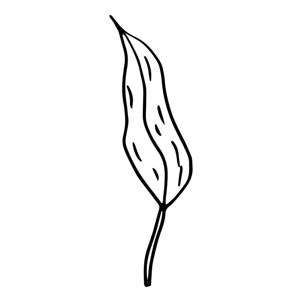 Doodle Lily. Elements of Lily leaves and buds. Hand drawn line drawing. Flowers isolated on a white background. For making a bouquet, for wedding invitations. Summer flowers. Vector