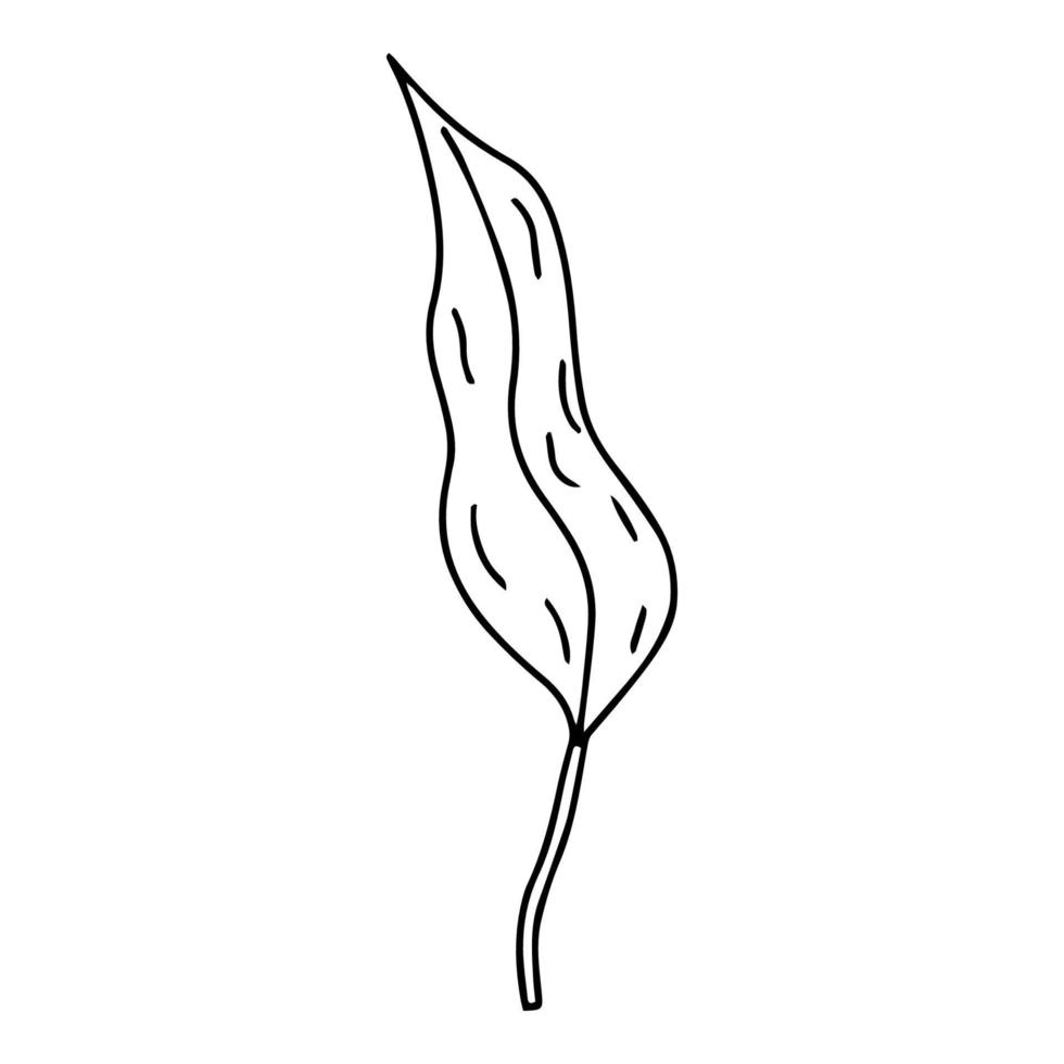 Doodle Lily. Elements of Lily leaves and buds. Hand drawn line drawing. Flowers isolated on a white background. For making a bouquet, for wedding invitations. Summer flowers. Vector