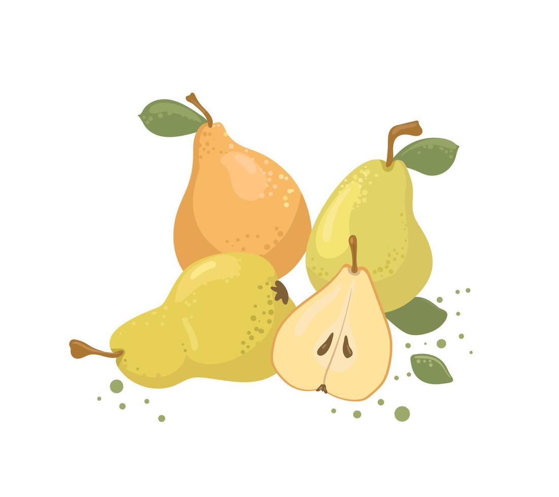 Set of green and yellow pears. Fresh garden pears. Farm, organic products. vector