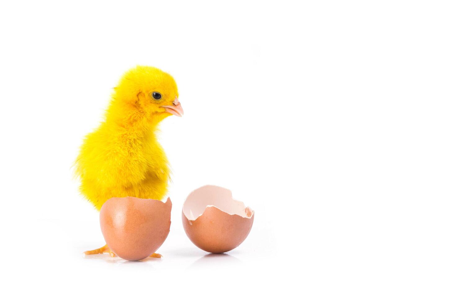 lindo pollito amarillo con huevo roto, concepto de pollo foto