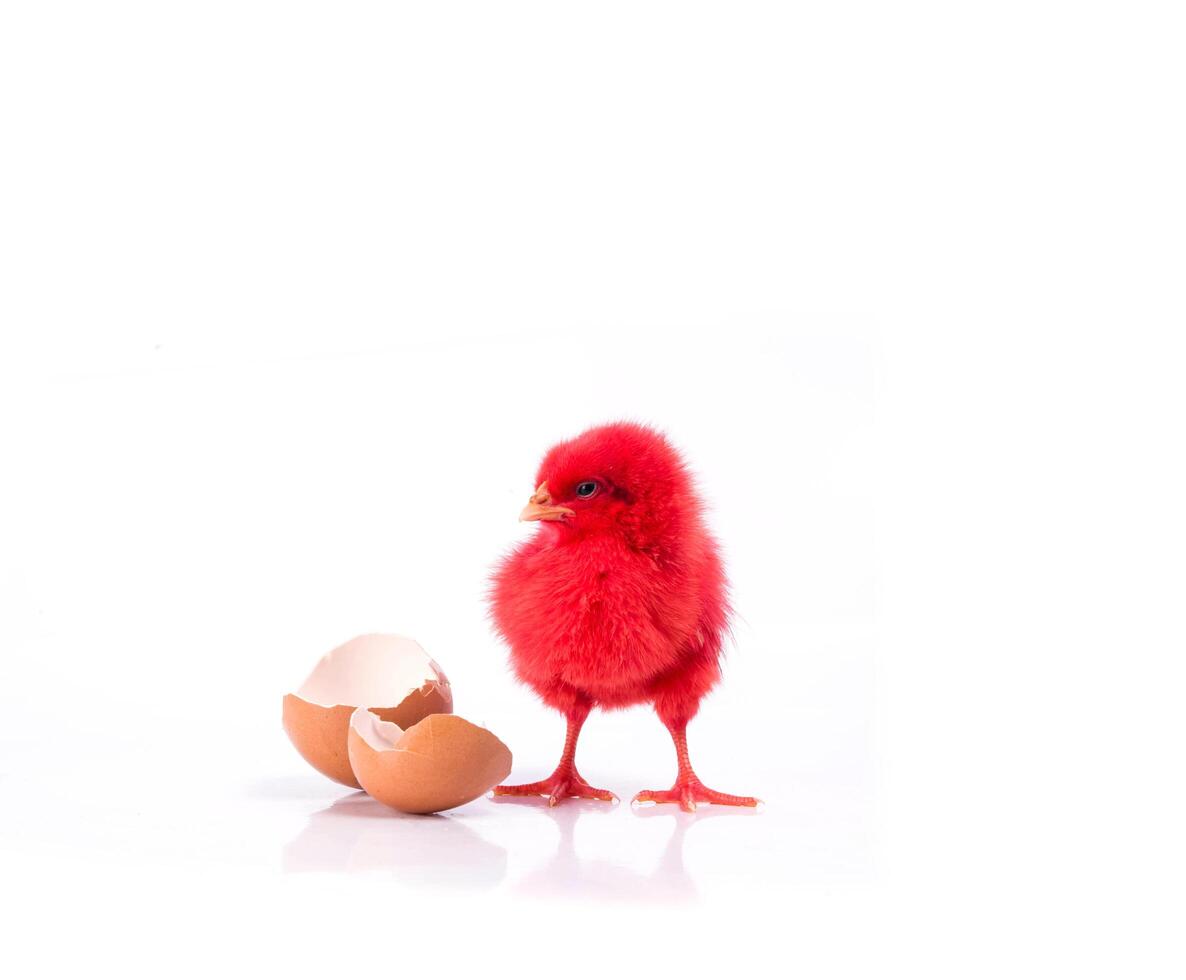 cute red Little chicken with cracked egg, Chicken concept photo