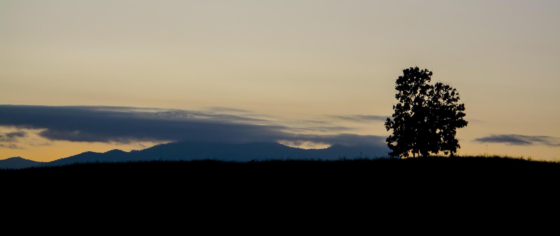 Mist in the mountain high with the silhouette tree photo