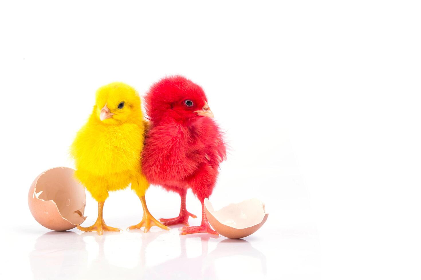 cute Little red chicken and yellow chicken with cracked egg, Chicken concept photo