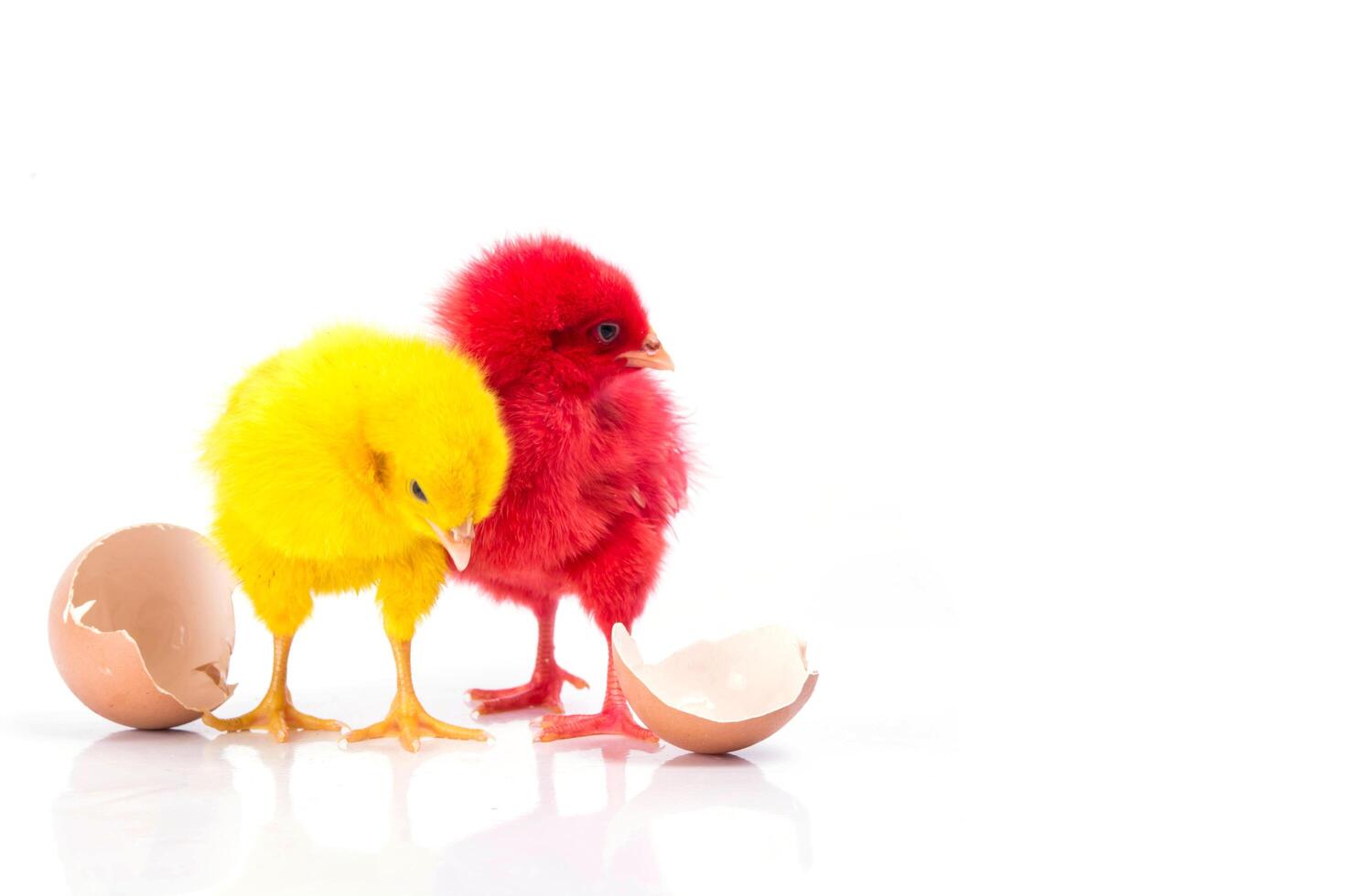 cute Little red chicken and yellow chicken with cracked egg, Chicken concept photo