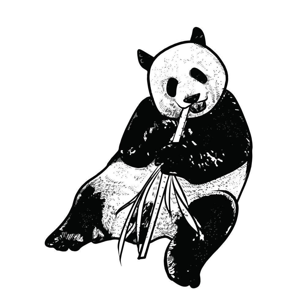 ilustración de panda sobre fondo blanco vector