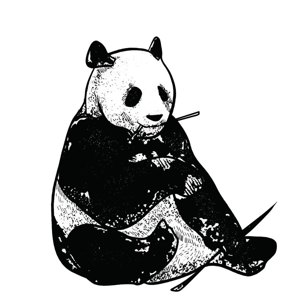 ilustración de panda sobre fondo blanco vector