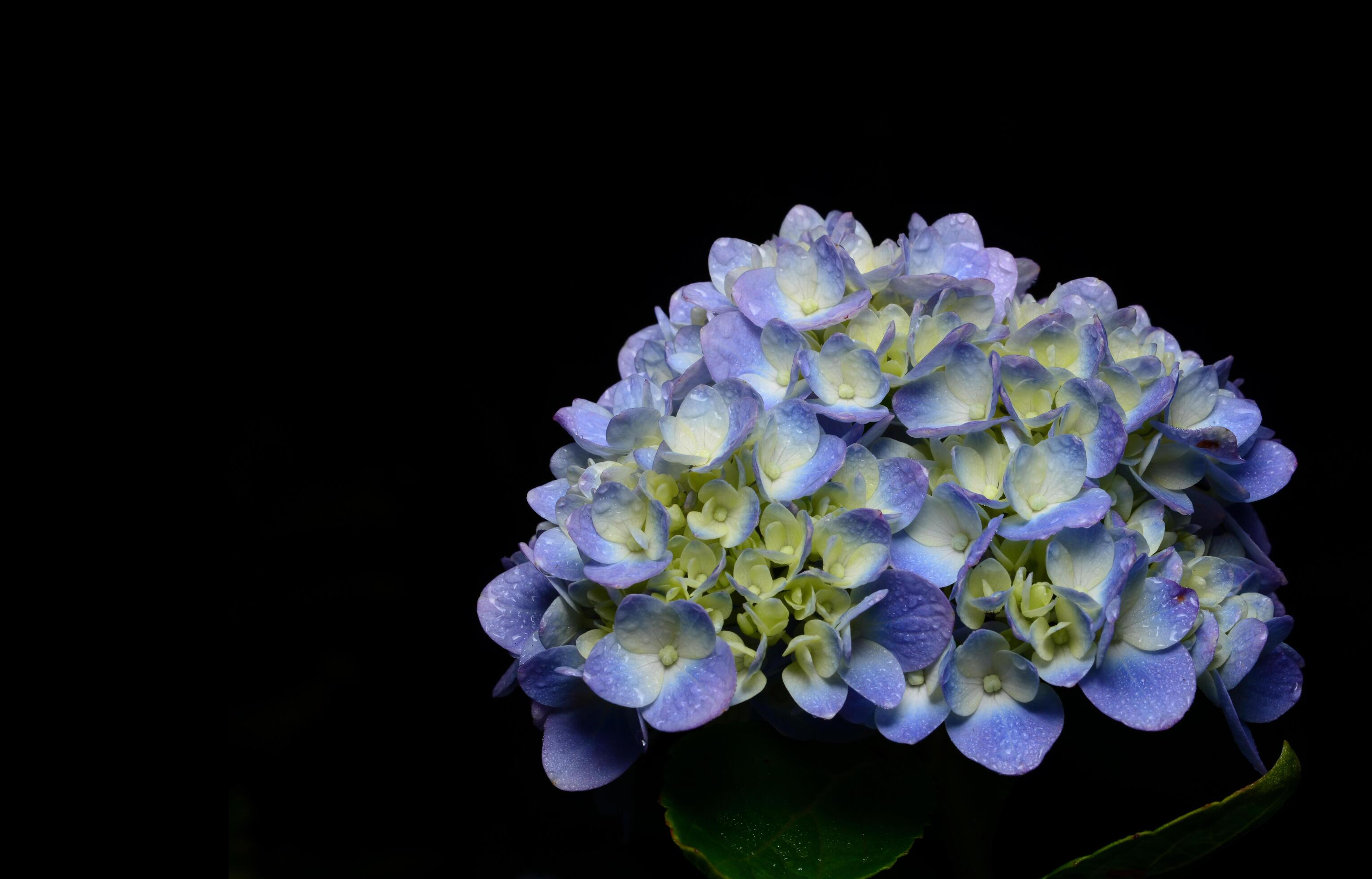 Blue Hydrangea flowers on a black background. 5299838 Stock Photo at