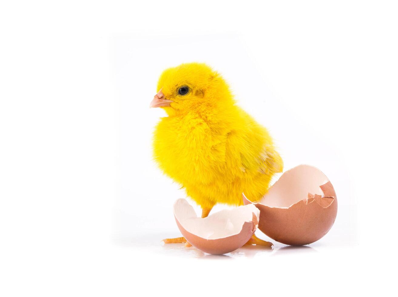 lindo pollito amarillo con huevo roto, concepto de pollo foto