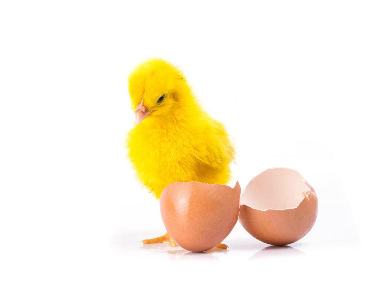 cute Yellow Little chicken with cracked egg, Chicken concept photo
