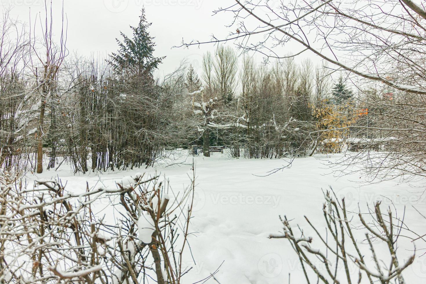 Snowy forest in a park with trees photo