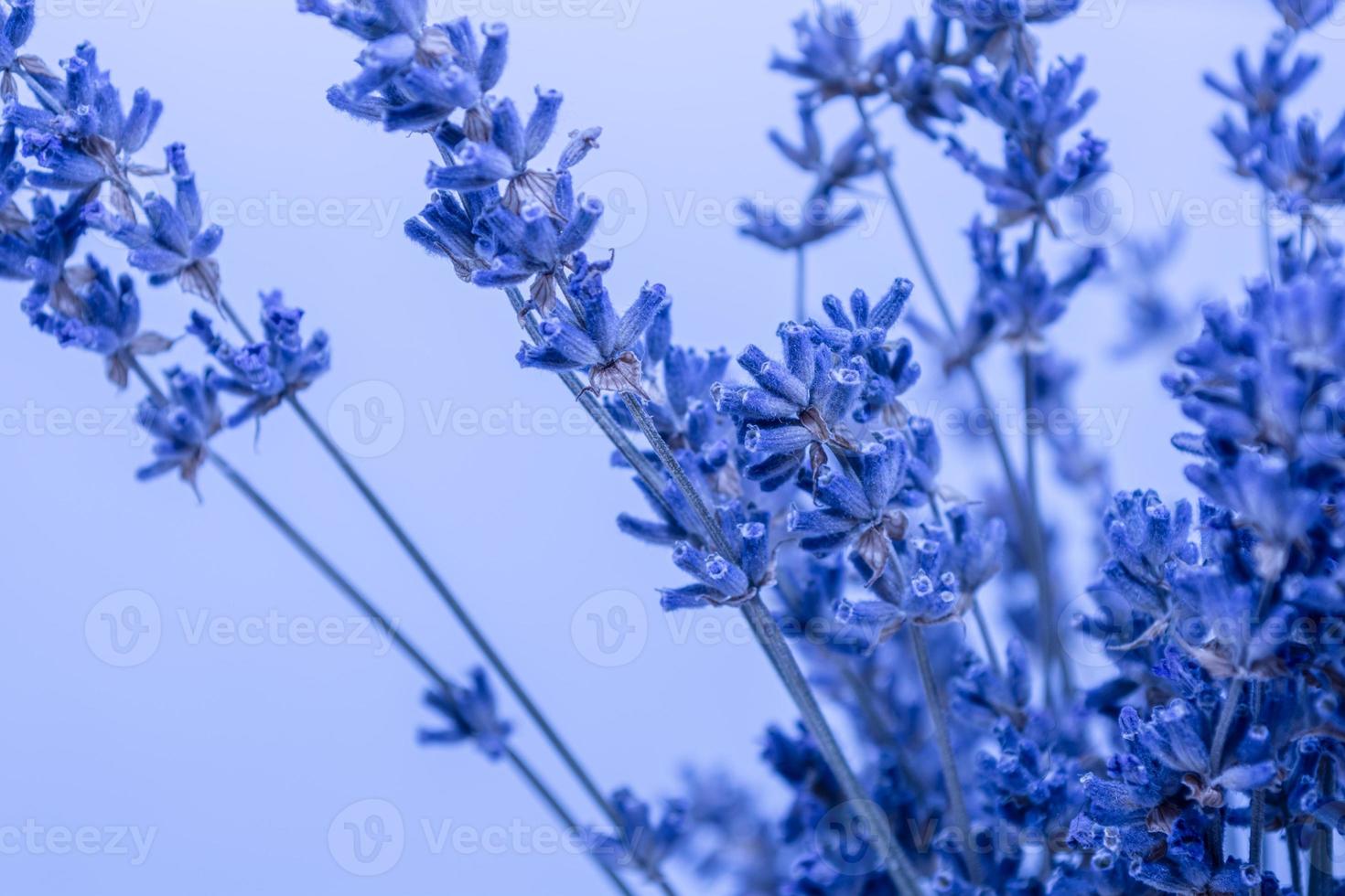 A bunch of dry lavender on a light blue background. photo