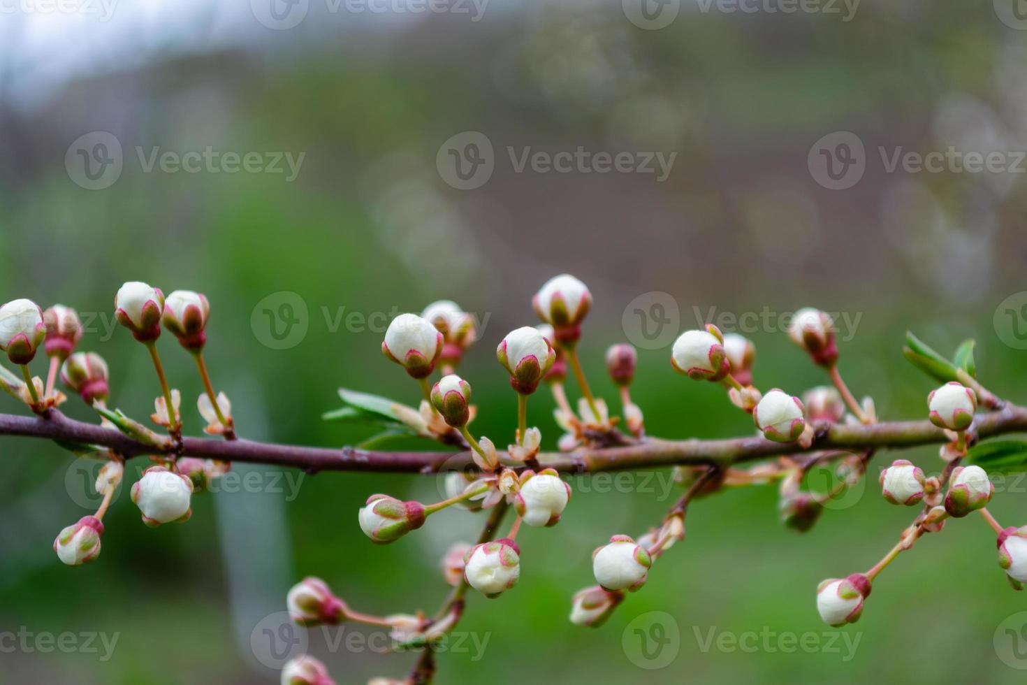 Closed white buds on a cherry branch. photo