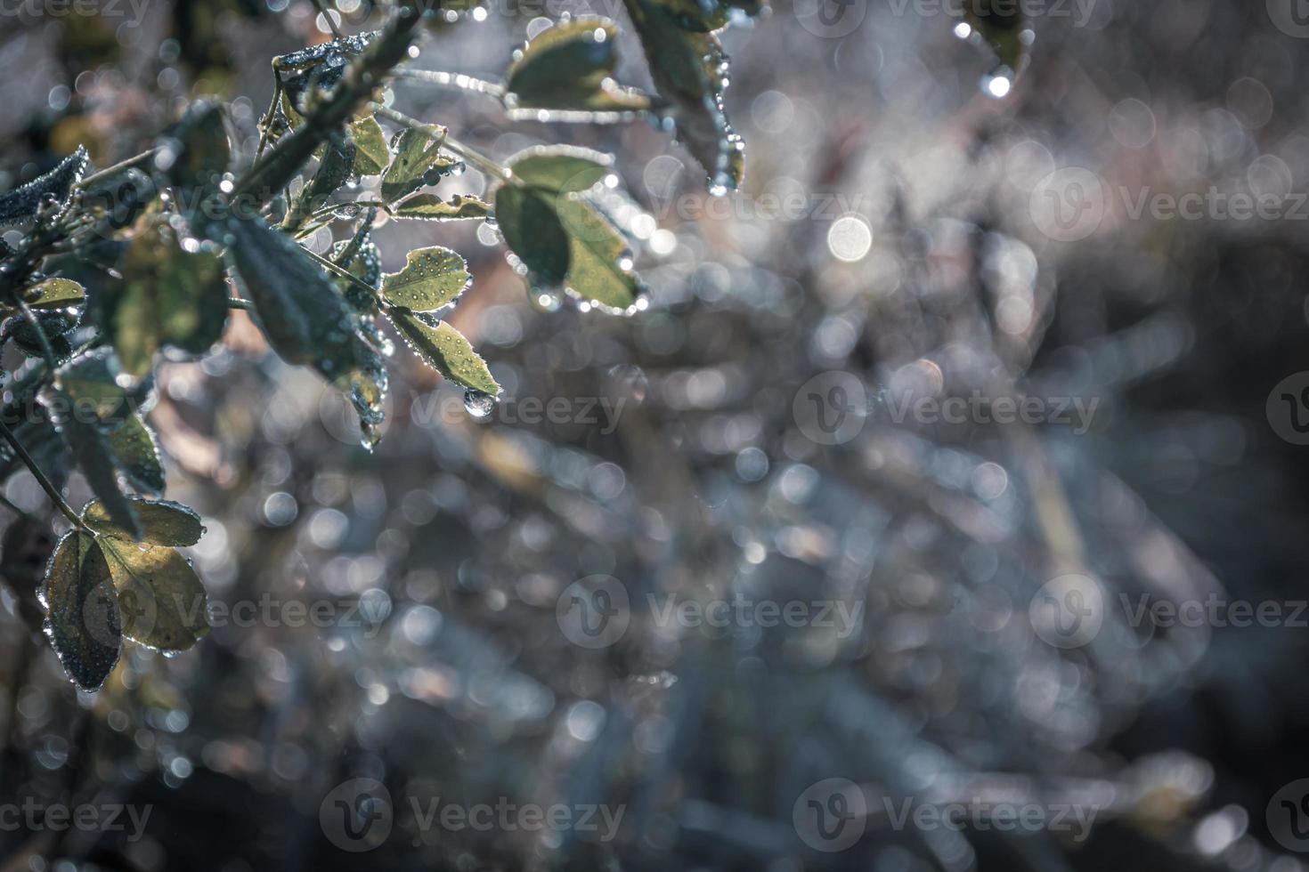 Drops of melt water from snow on clover leaves 5300286 Stock Photo at  Vecteezy