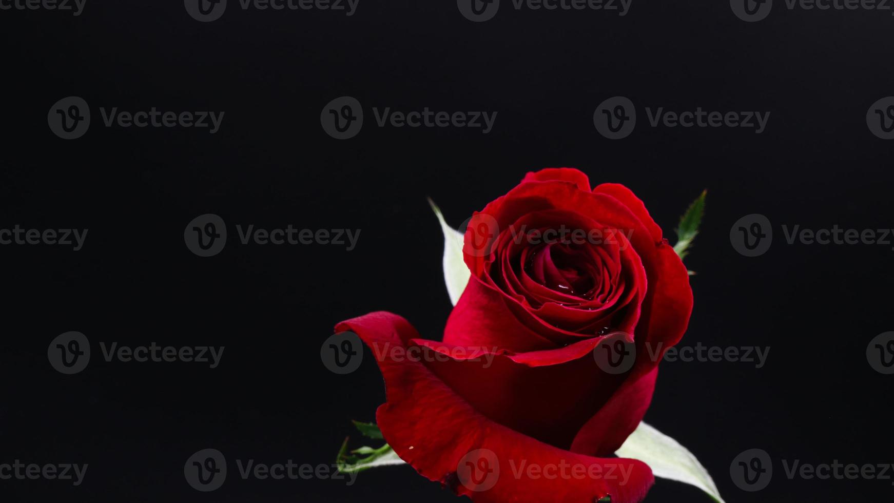 Pretty Dark red rose on black background photo