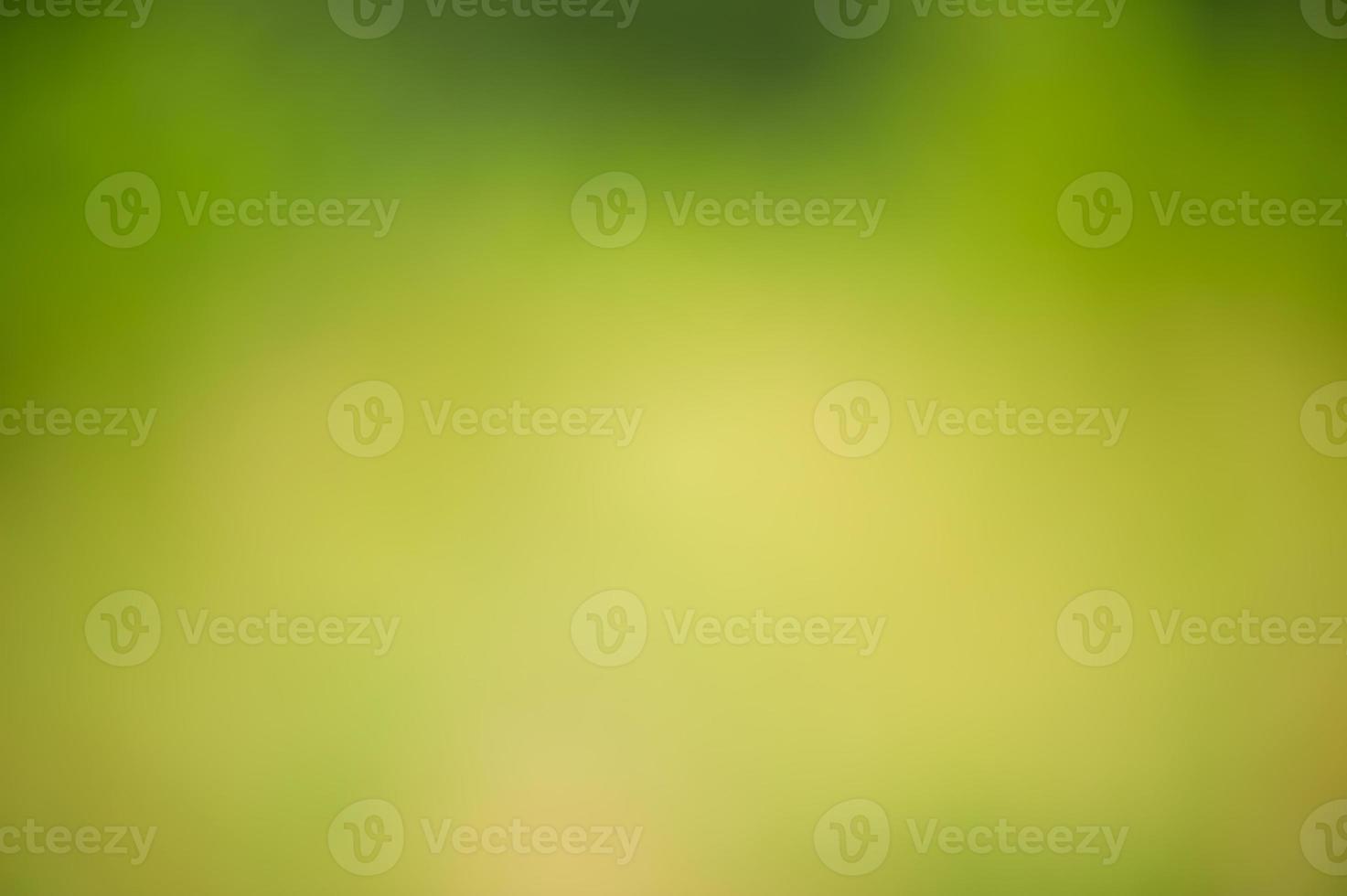 Defocus greenery forest. Blurred natural green background. photo