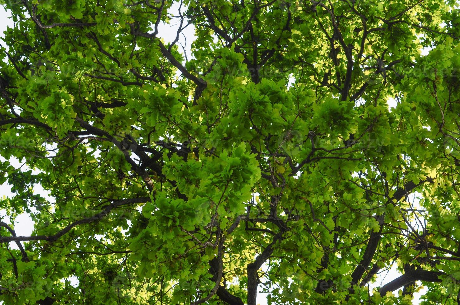 oak Quercus tree photo