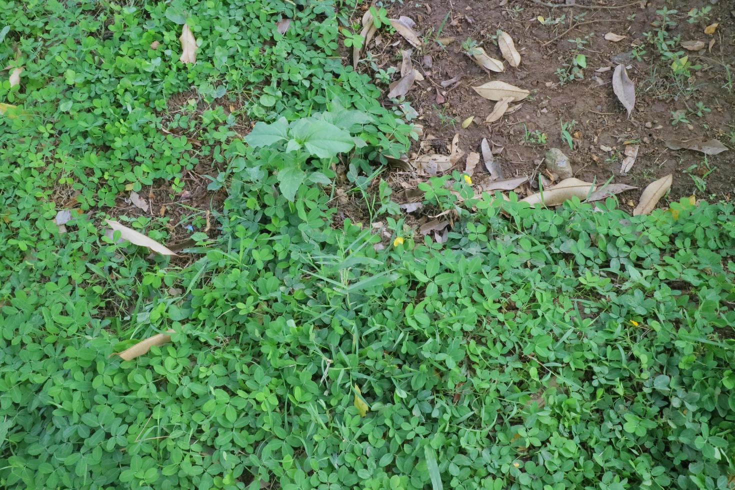 lush green grass at the edge of the park photo
