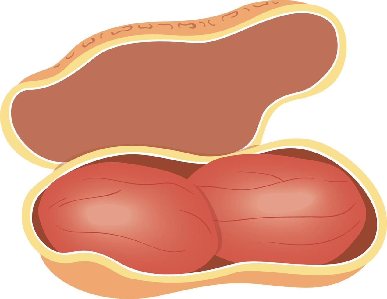 los cacahuetes abren la capa superior vector