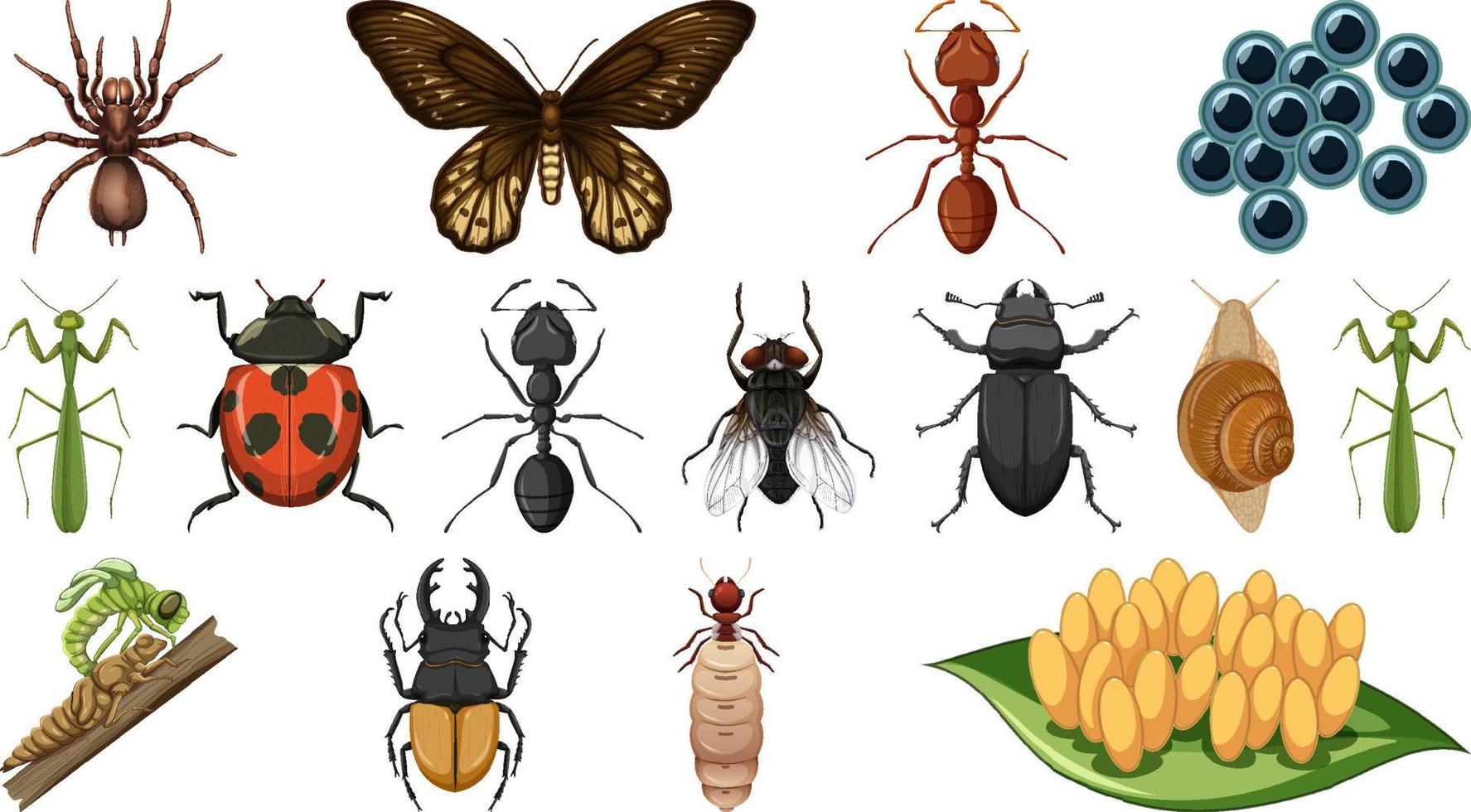 Colección de diferentes insectos aislado sobre fondo blanco. vector